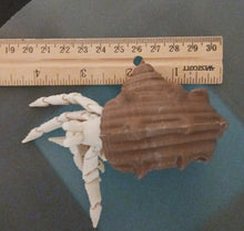 Load image into Gallery viewer, 3D Printed Articulating Hermit Crab Toy with Shell – Fun & Unique Gift