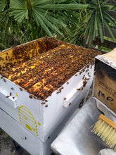 Load image into Gallery viewer, Local Florida Raw Honey, Backyard Honey, Hobbyist Beekeeper
