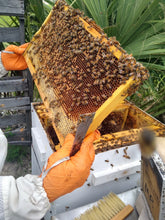 Load image into Gallery viewer, Local Florida Raw Honey, Backyard Honey, Hobbyist Beekeeper